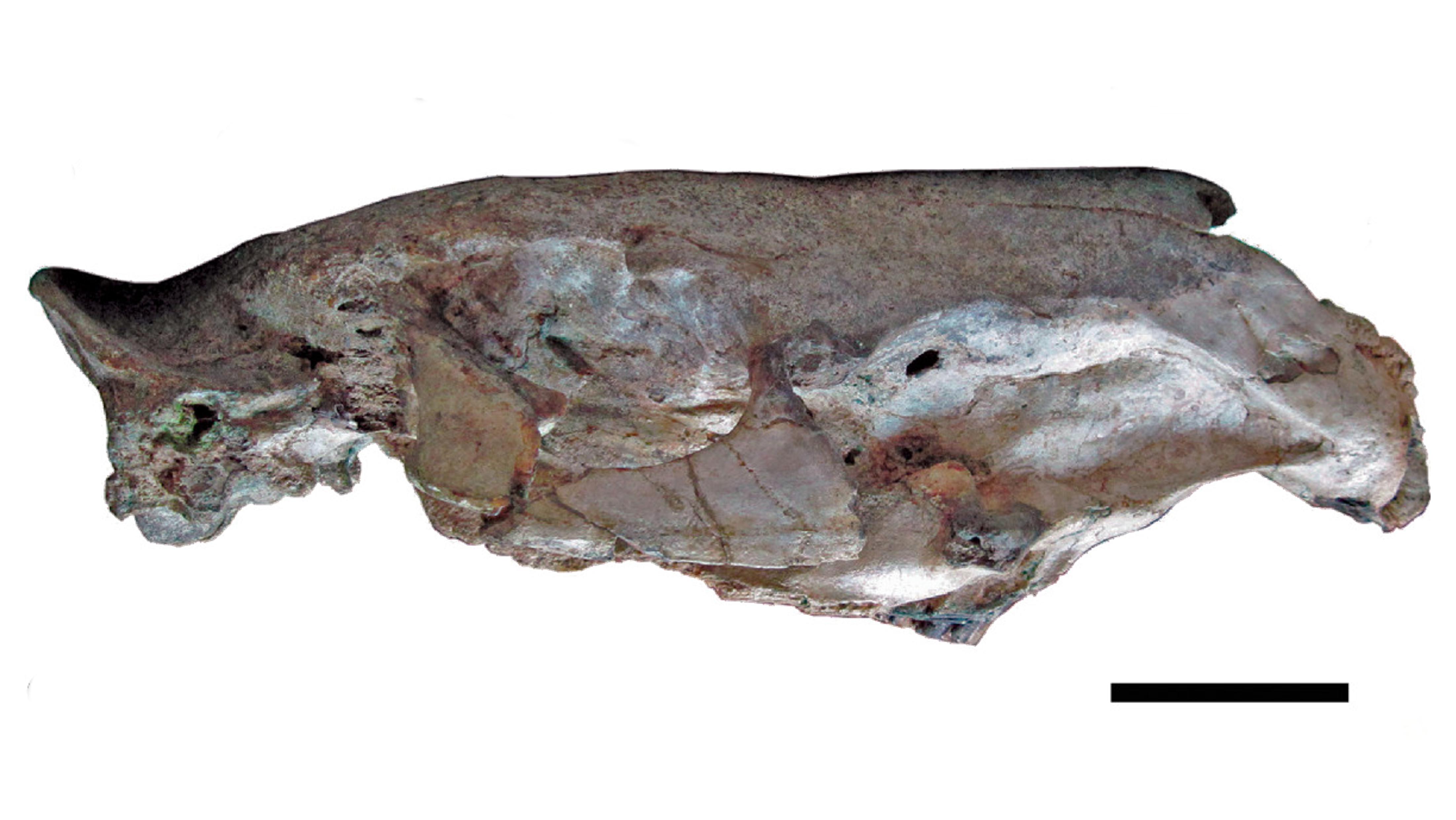 Skull of Josephoartigasia monesi, scale 10 centimetres (3.9 in)